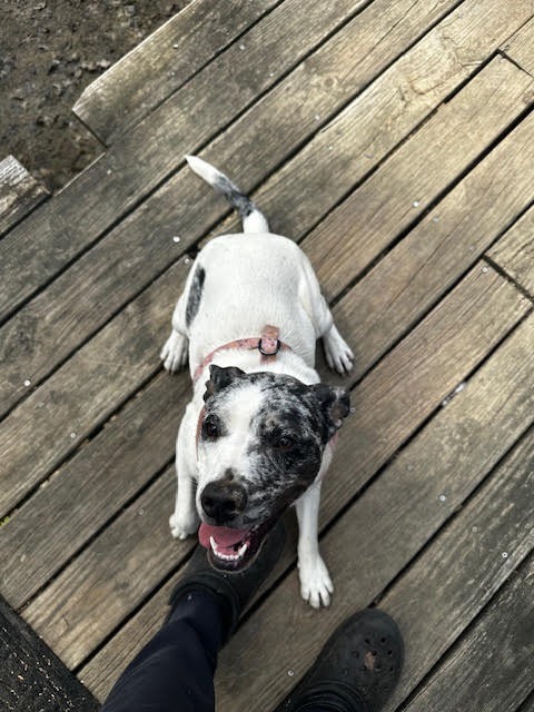 Pepper Pup