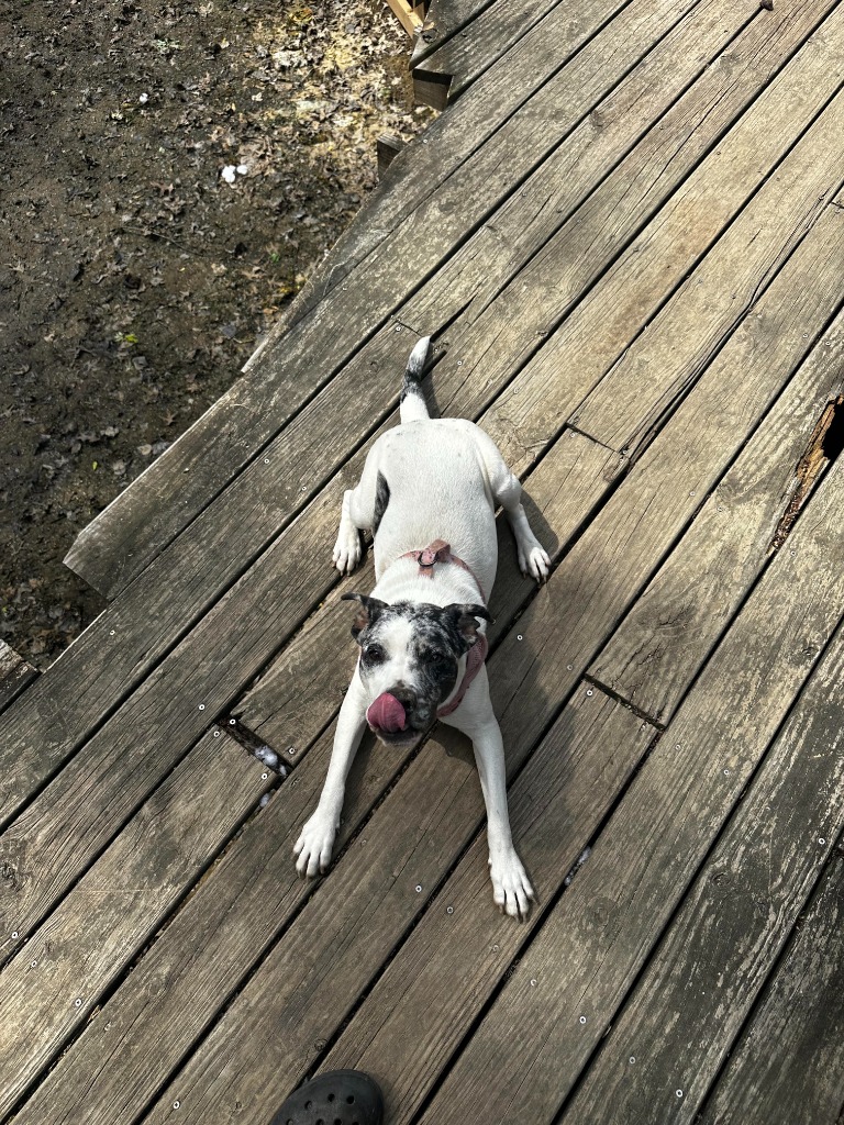 Pepper Pup
