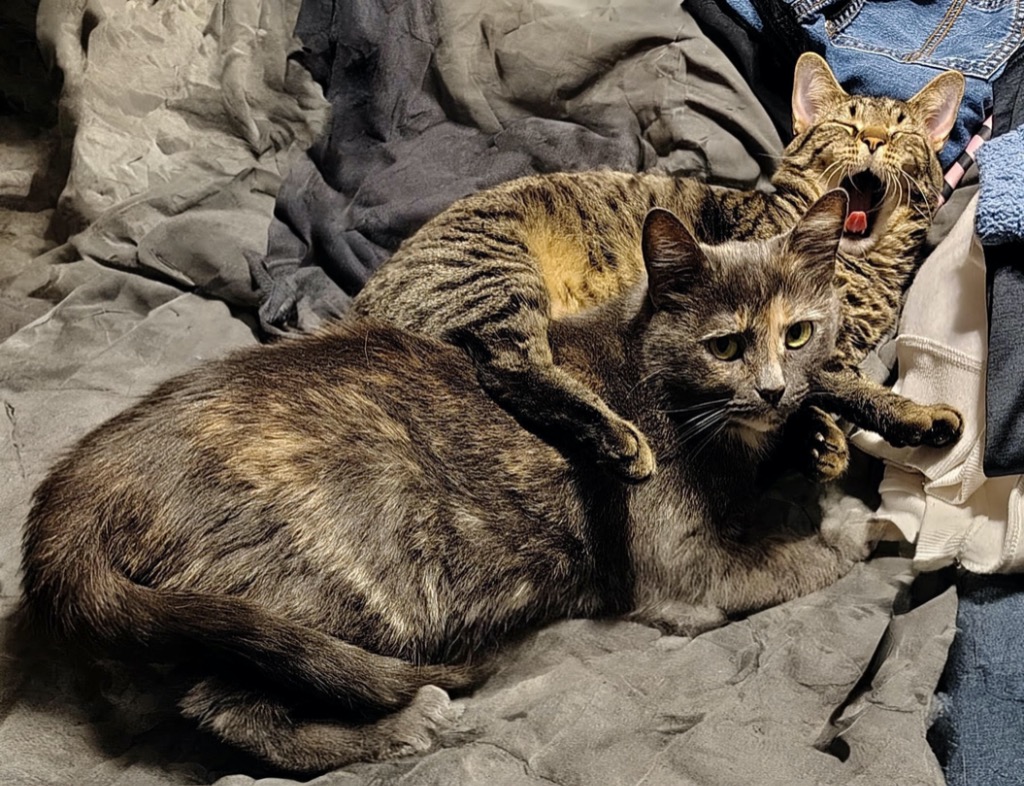 Friendly Working Cat:  Siria