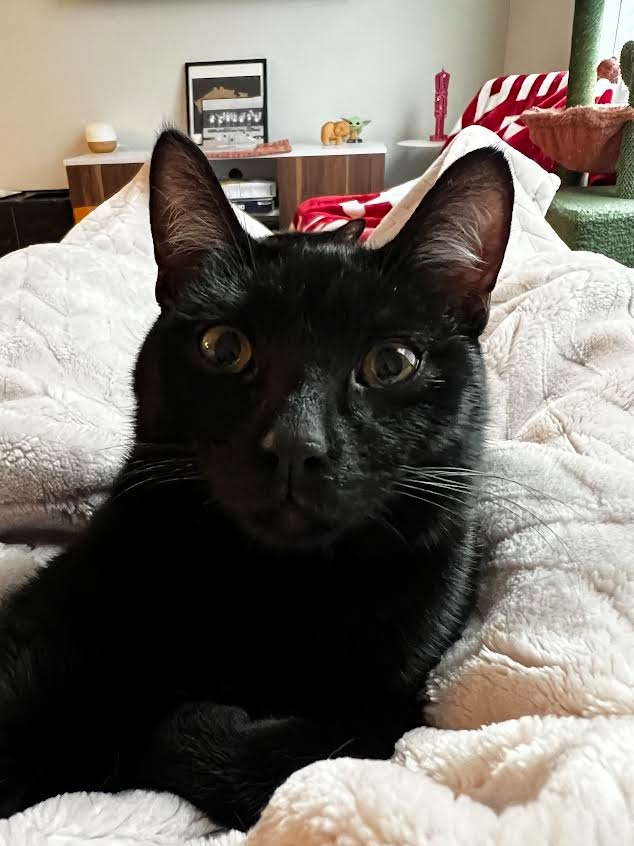 Bernard