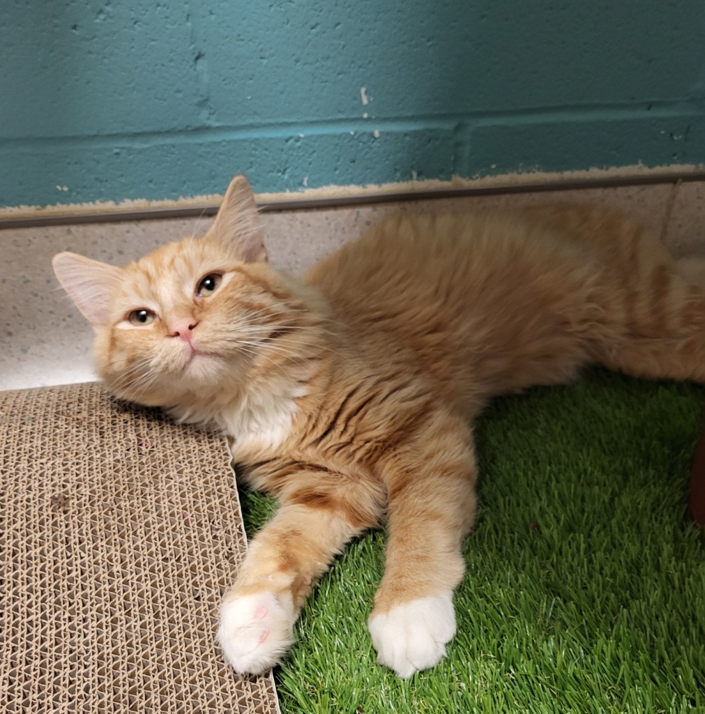 Kitty Kitty Bang Bang