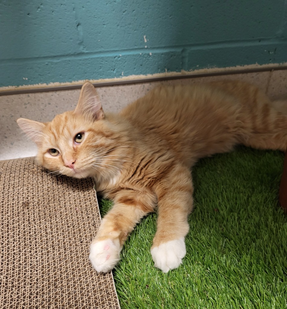 Kitty Kitty Bang Bang