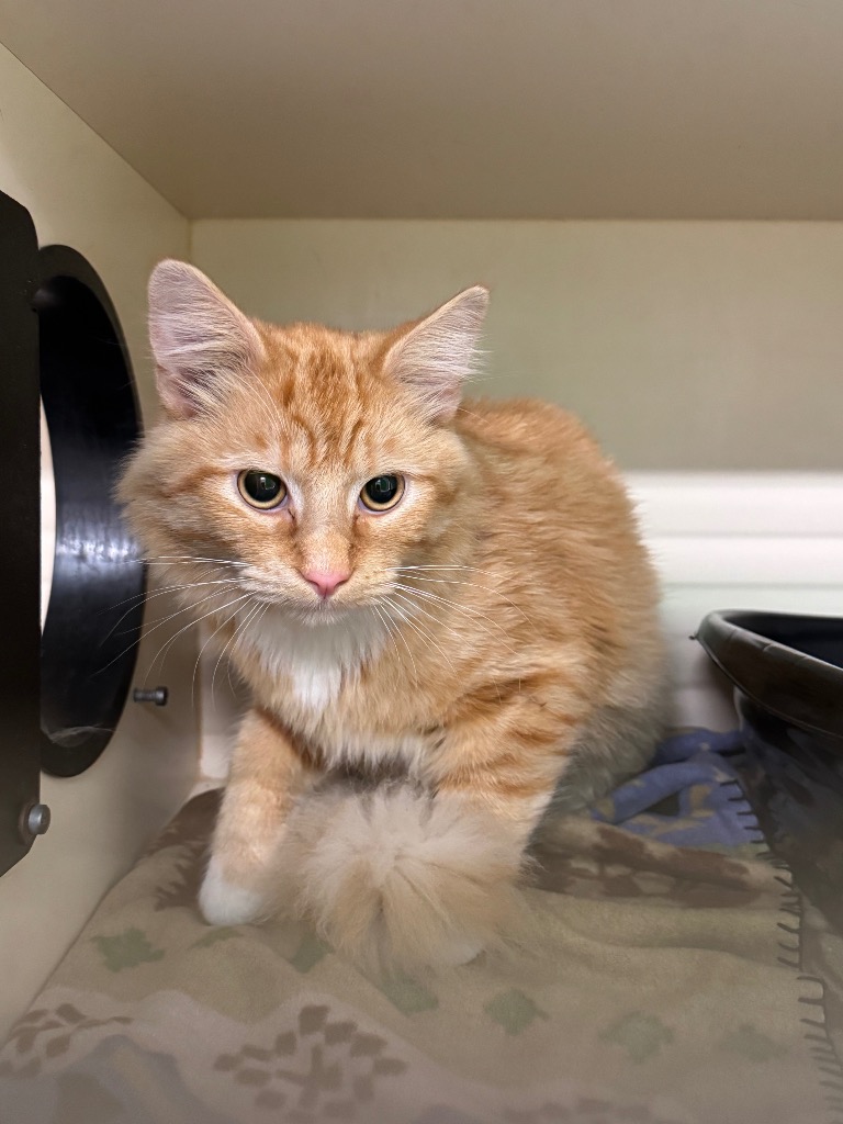 Kitty Kitty Bang Bang