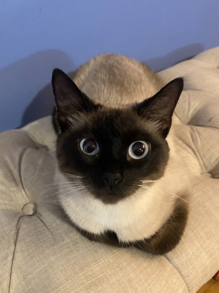 Sophie