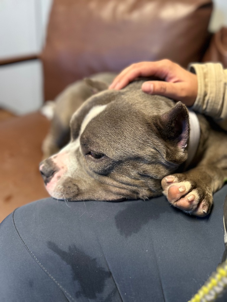Rocco the Beefcake