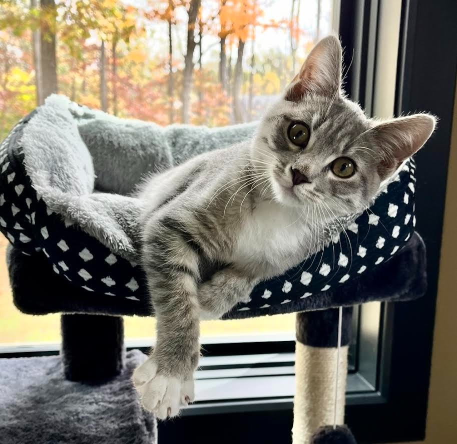 Angel