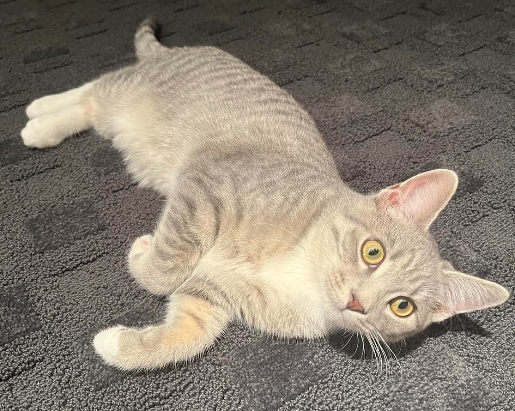 Angel