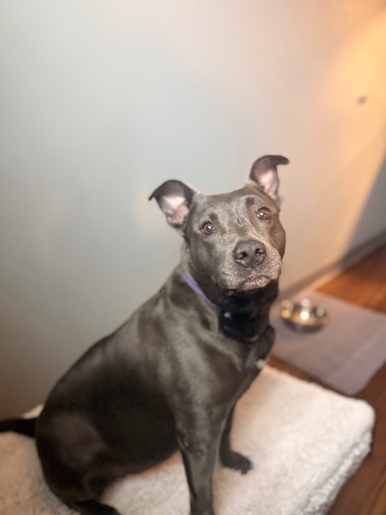 Phoebe