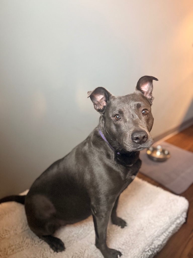Phoebe