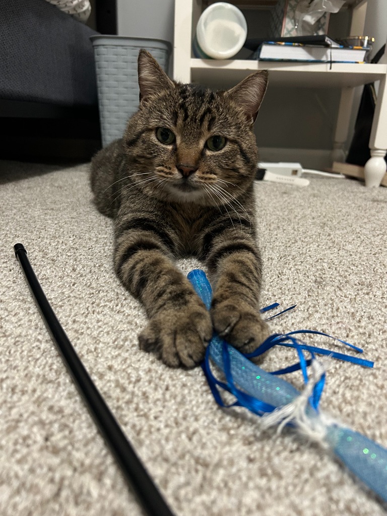 Ninja