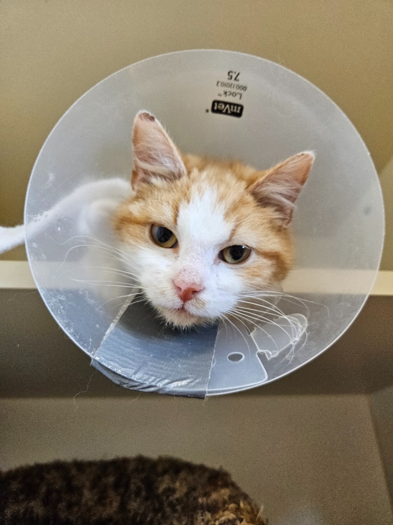 Little King Monster Mouth