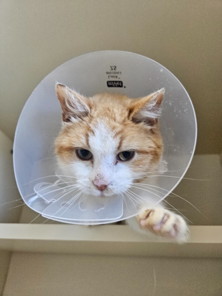 Little King Monster Mouth