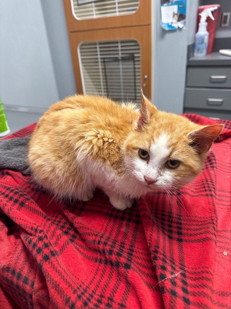 Little King Monster Mouth