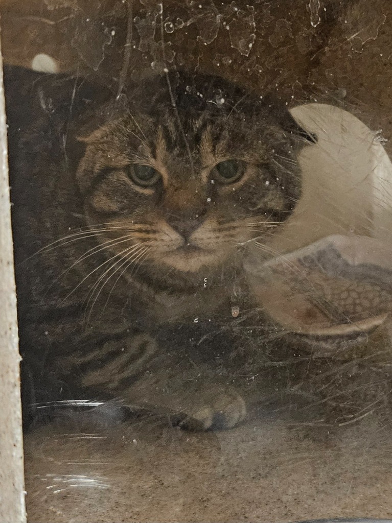 Working Cat: Abra Cadabra