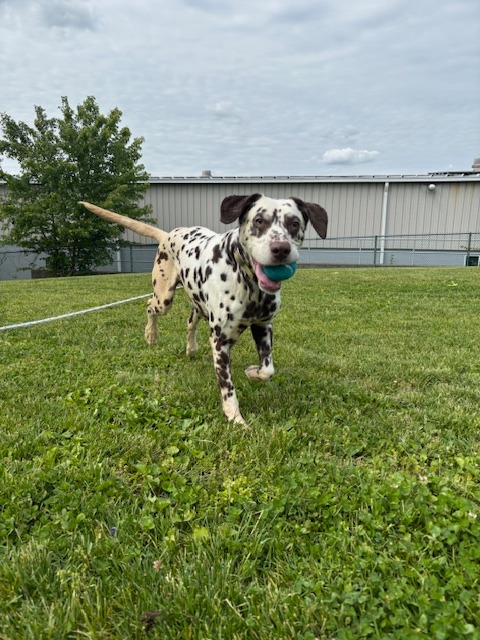 Krypto