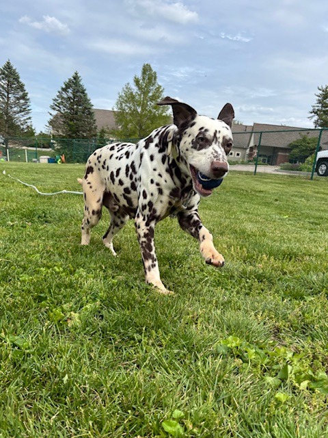 Krypto