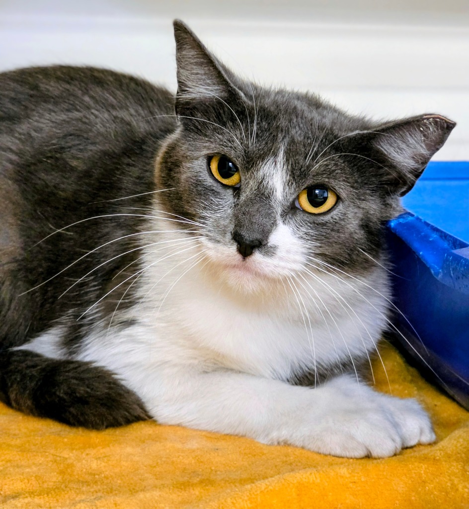 Working Cat: Tapioca