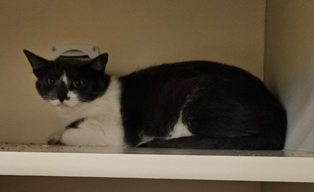 Working Cat: Tapioca