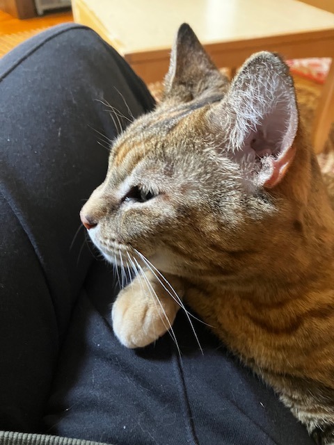 Kiki