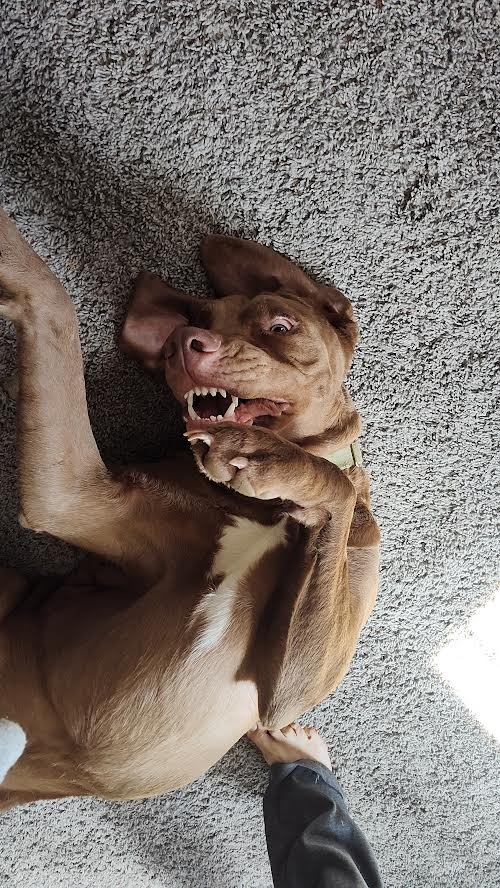 Toby AKA Toblerone, Tobes Malone