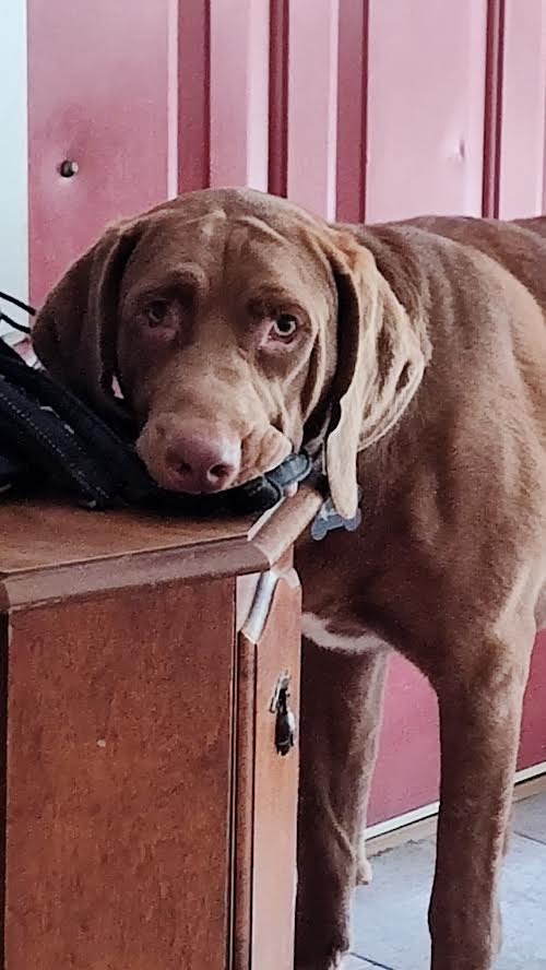 Toby AKA Toblerone, Tobes Malone