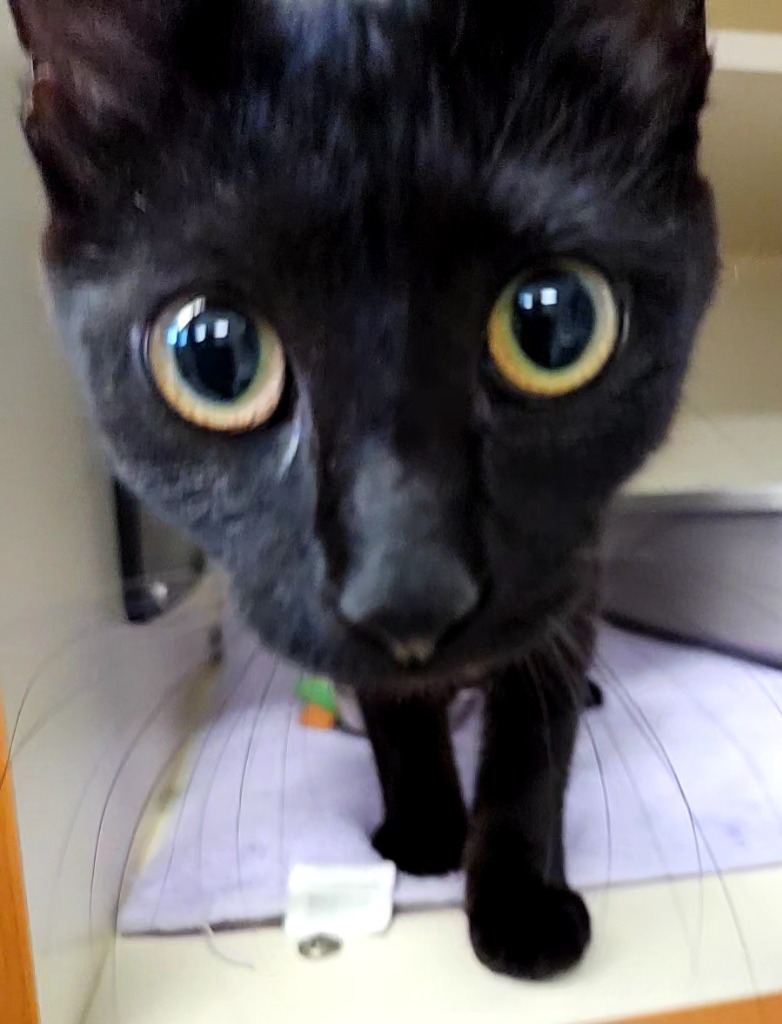Salem
