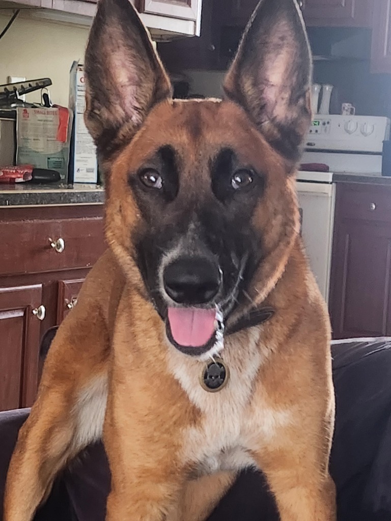 Ludo
