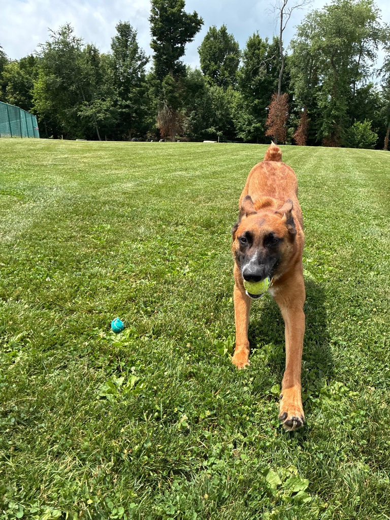 Ludo