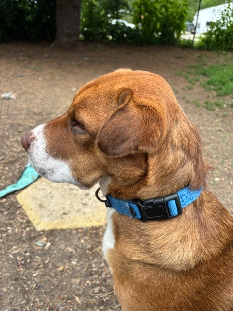 Roscoe