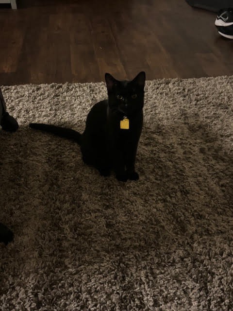 Meatball