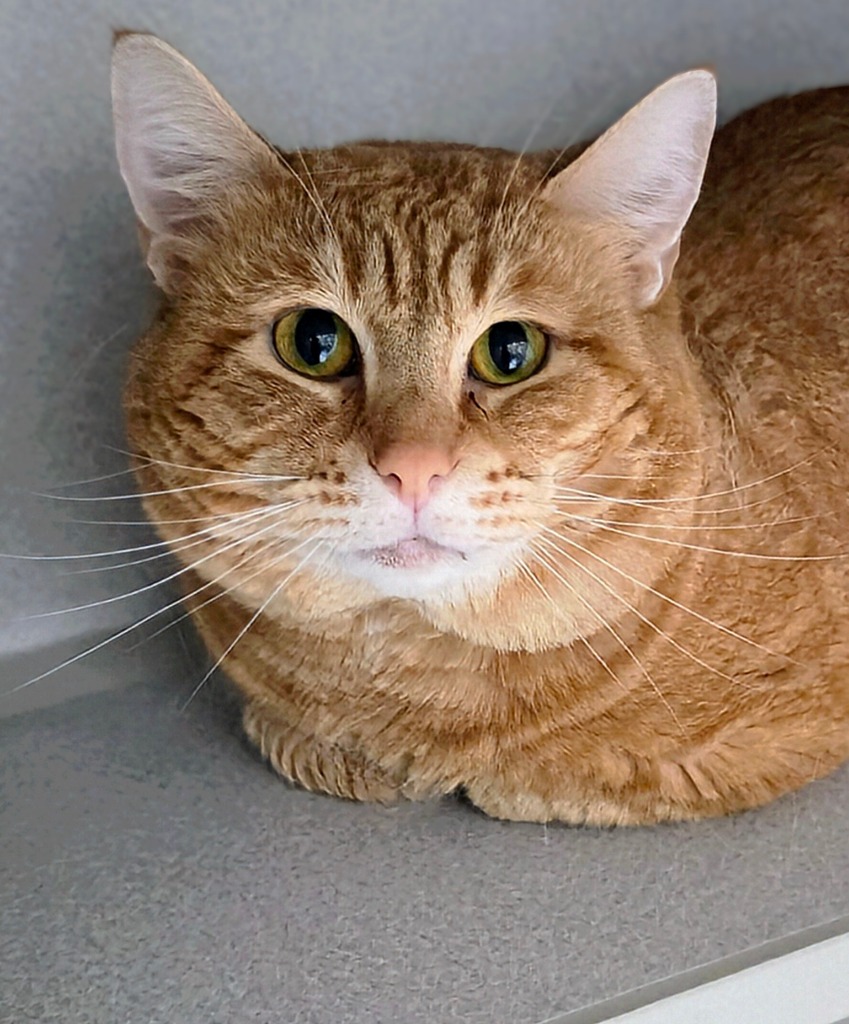 Dewey