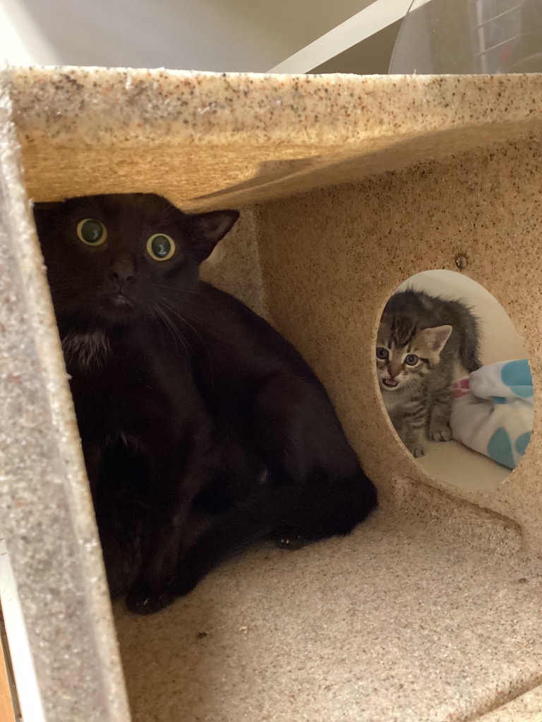 Working Cat: Mabel