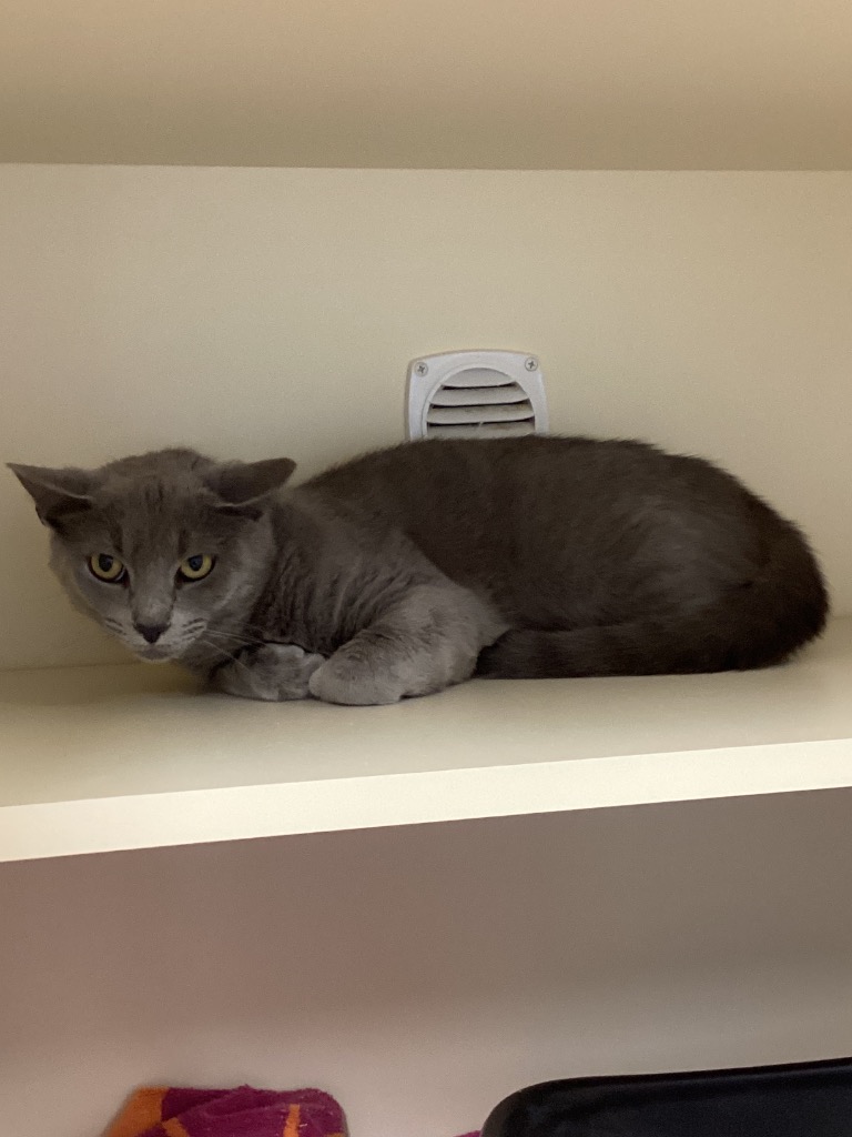 Working Cat: Gus