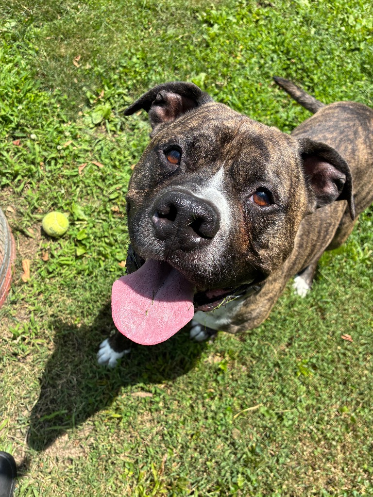 Apollo