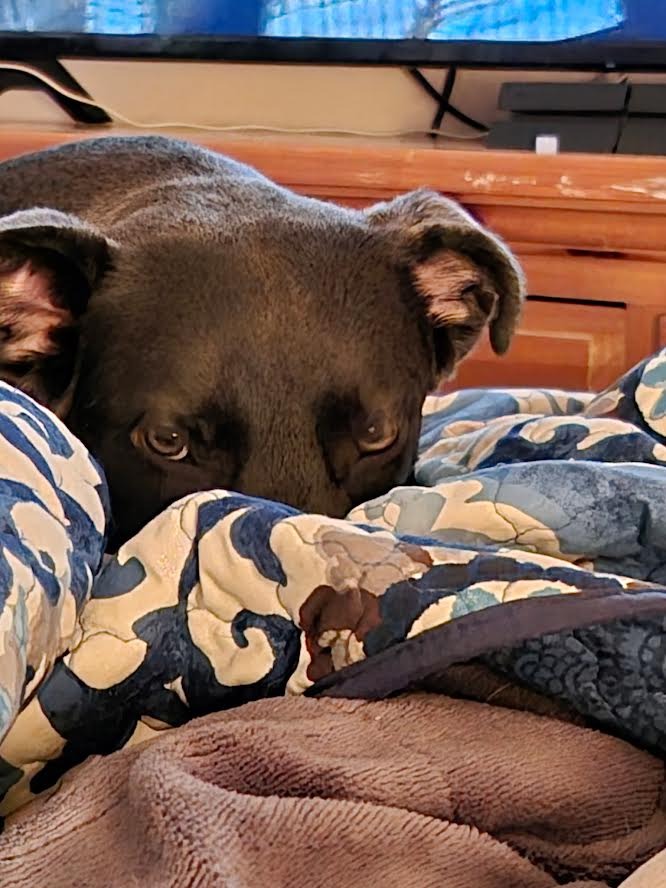 Nala