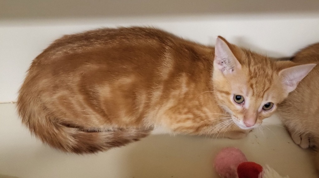 Macchiato