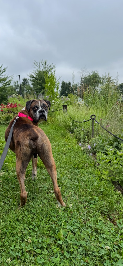 Ali