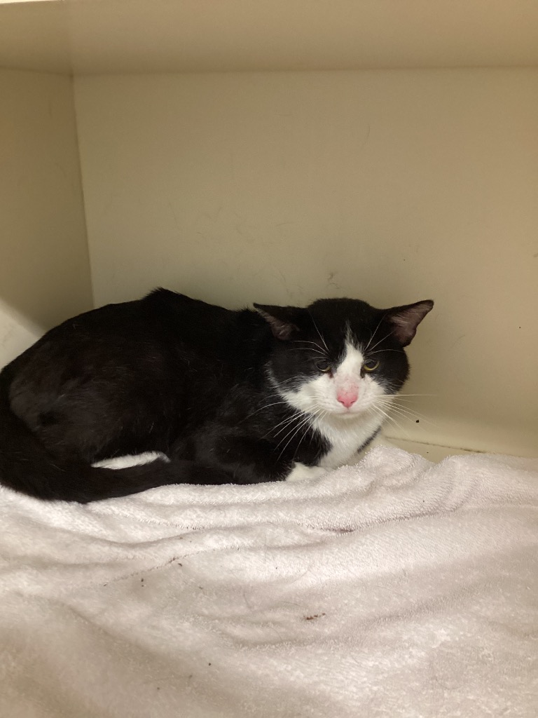 Tuxedo