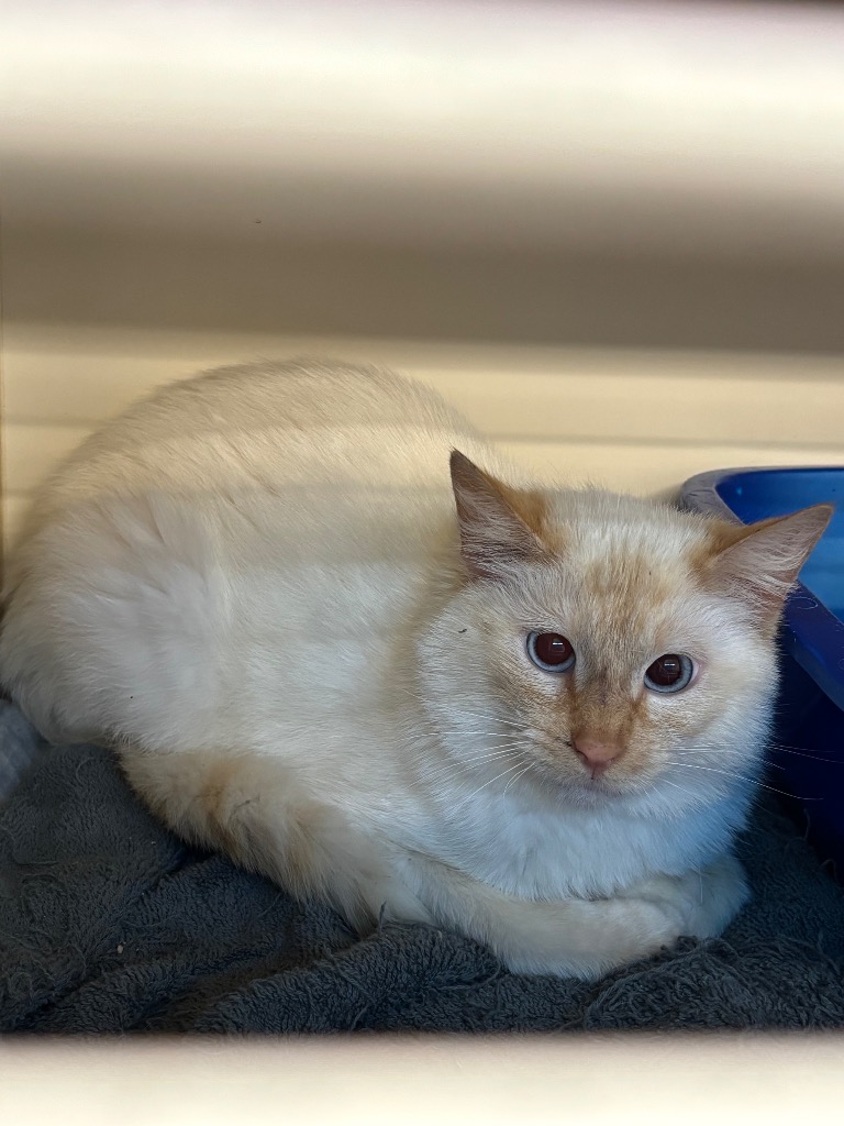 Working Cat: Einstein