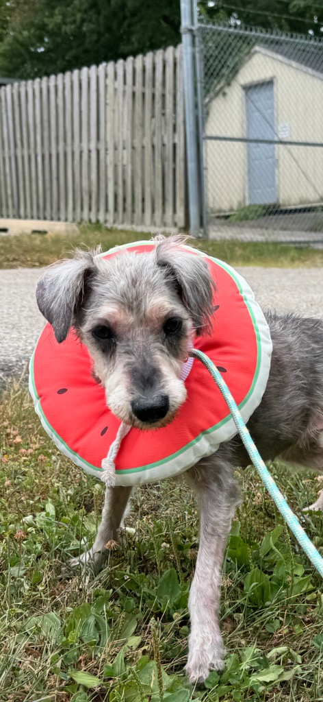 Zoey Schnauzer
