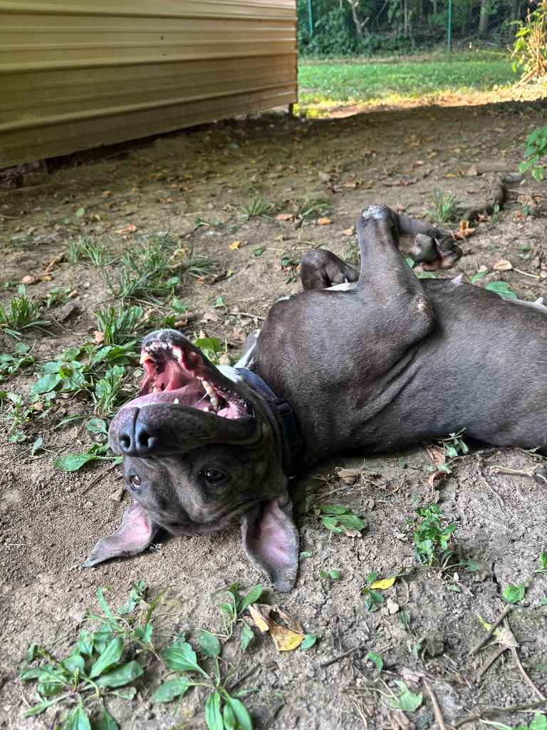 Deloris
