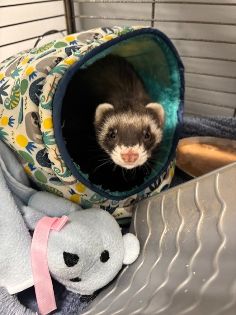 Cheerio