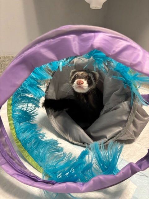 Cheerio