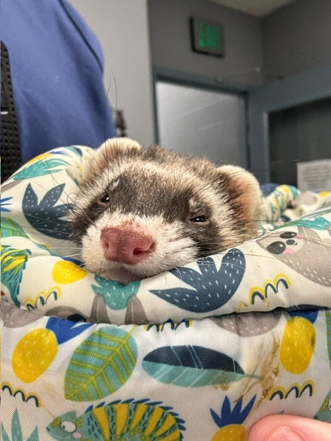 Cheerio