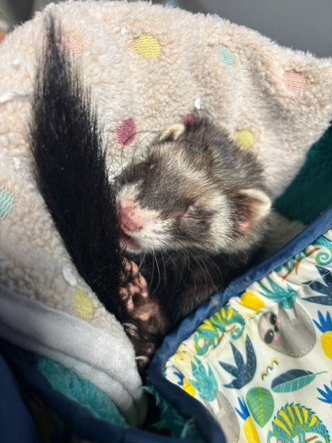Cheerio