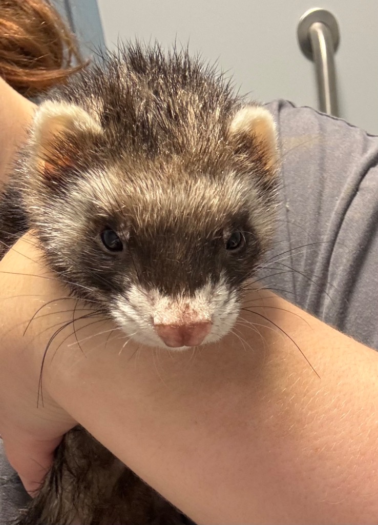 Cheerio