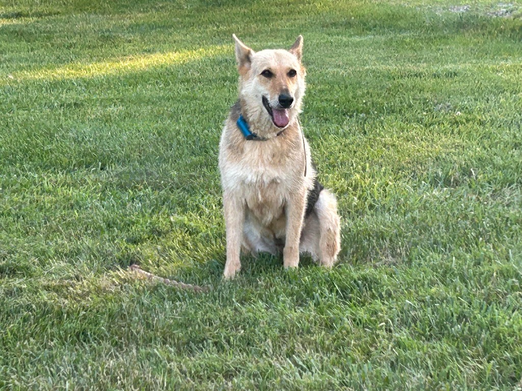 Harper