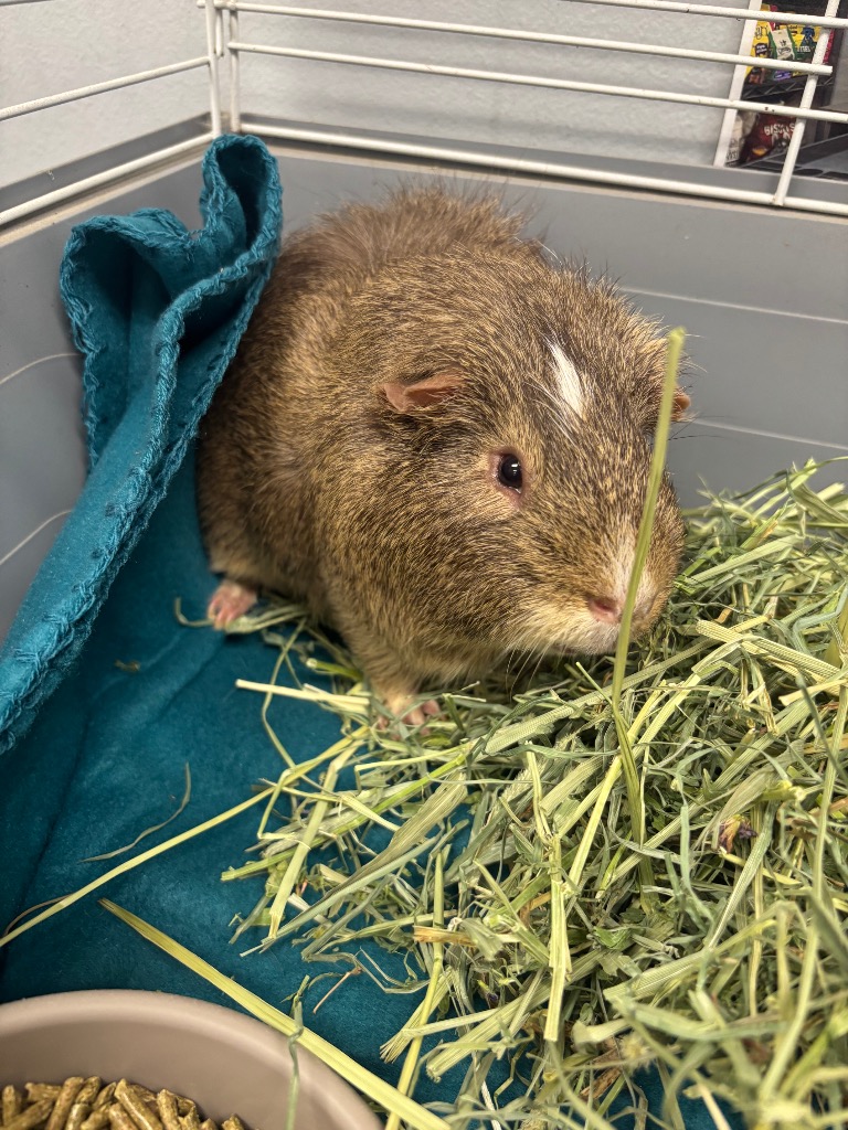 Chocolate the Guinea Pig