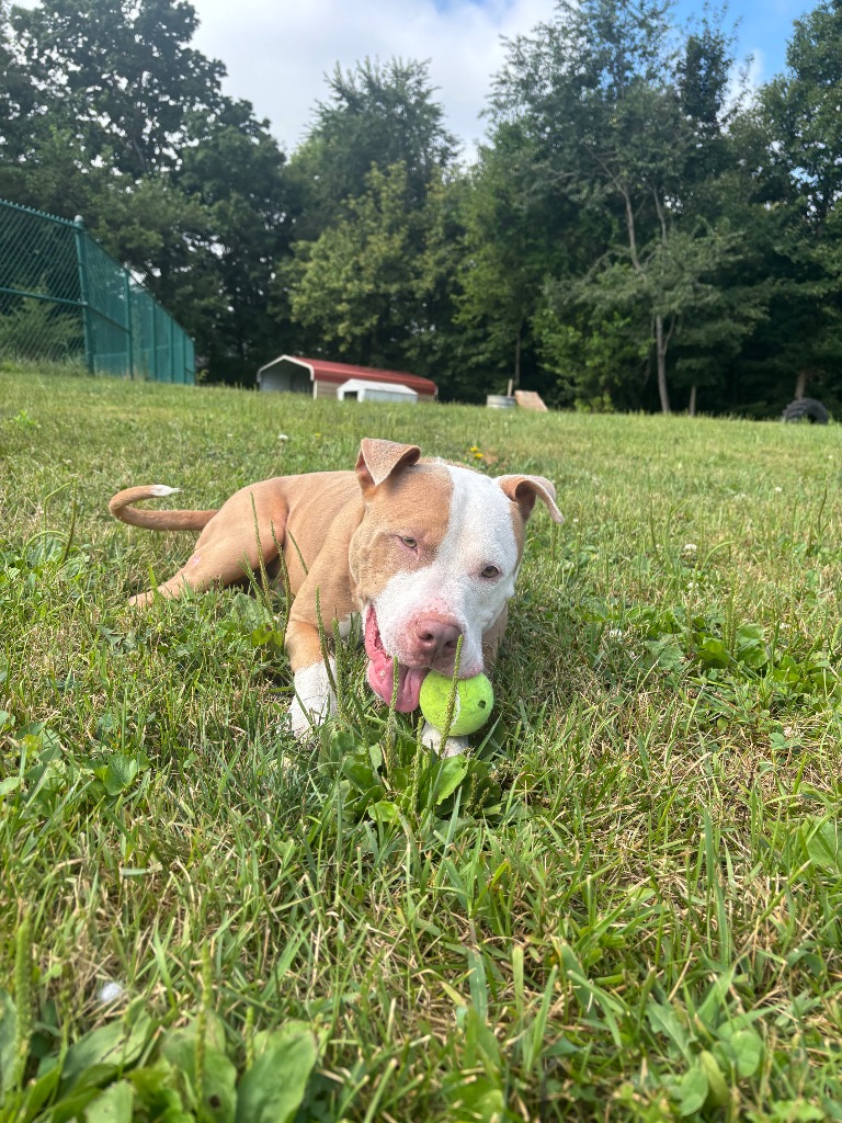 Jif
