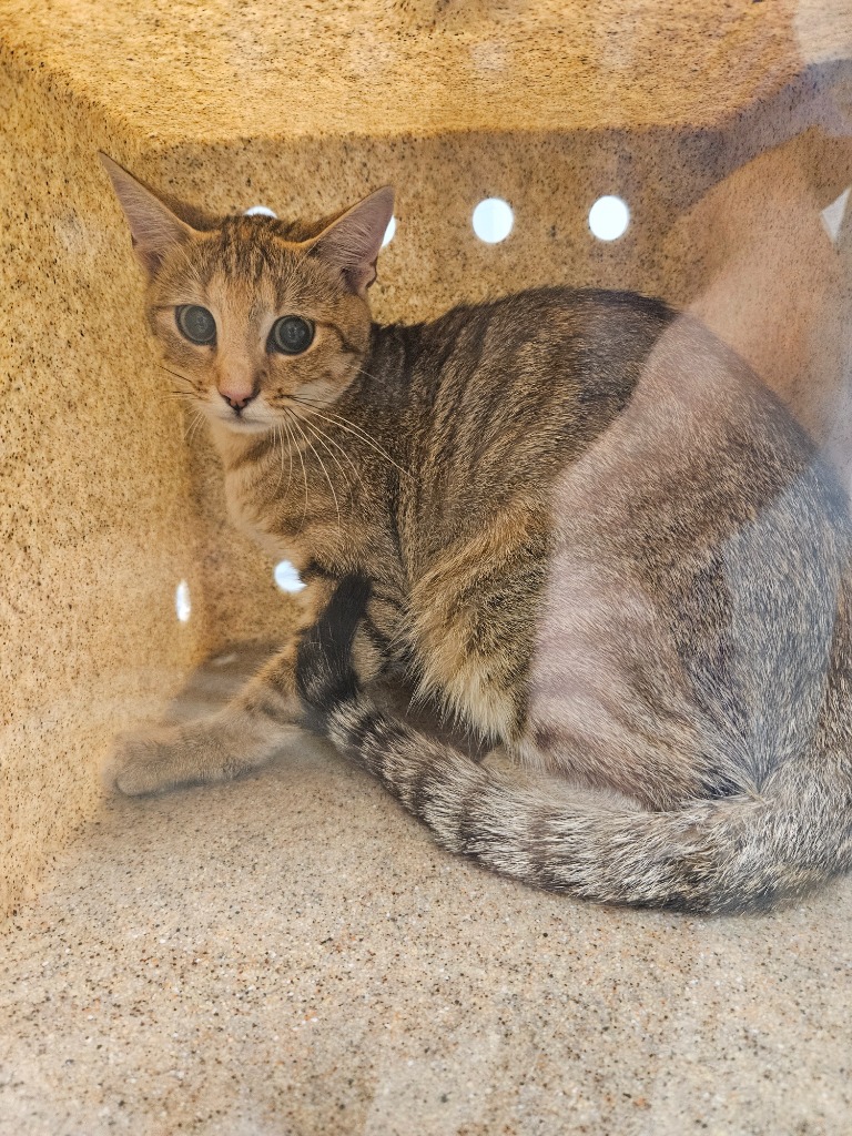 Working Cat: Angelica